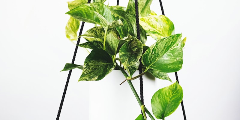 法国球星姆巴佩赛场英姿